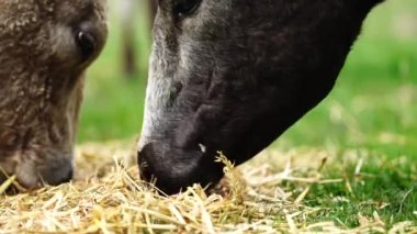 Yenileyici tarım inekleri tarlada, Avustralya 'da çim ve çayırlarda otluyorlar, bir çiftlikte. Saman yiyen sığırlar. Cinsler arasında Speckle Park, Murray Grey, Angus, wagyu, mandıra.