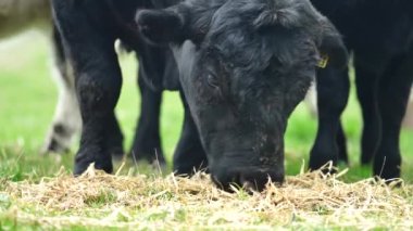 Yenileyici tarım inekleri tarlada, Avustralya 'da çim ve çayırlarda otluyorlar, bir çiftlikte. Saman yiyen sığırlar. Cinsler arasında Speckle Park, Murray Grey, Angus, wagyu, mandıra.