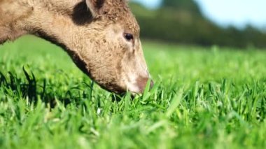 Livestock grazing on pasture and grass in a field on an organic, regenerative and sustainable food in outback Australia. Fat cows and beef cattle in Asia and america. american beef