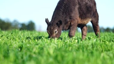 Livestock grazing on pasture and grass in a field on an organic, regenerative and sustainable food in outback Australia. Fat cows and beef cattle in Asia and america. american beef