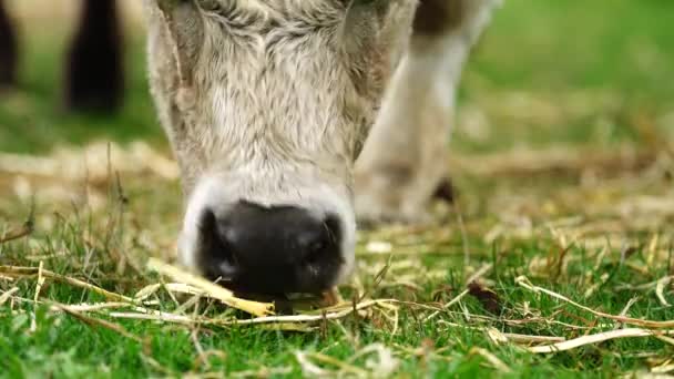 Livestock Grazing Pasture Grass Field Organic Regenerative Sustainable Food Outback — Vídeos de Stock