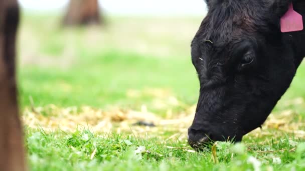소들이 있었고 호주의 목초지에서 있었습니다 목장에서요 소들은 건초와 명주를 먹습니다 — 비디오