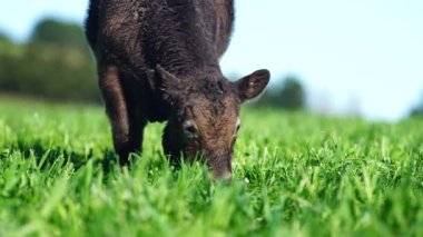 Livestock grazing on pasture and grass in a field on an organic, regenerative and sustainable food in outback Australia. Fat cows and beef cattle in Asia and america. american beef