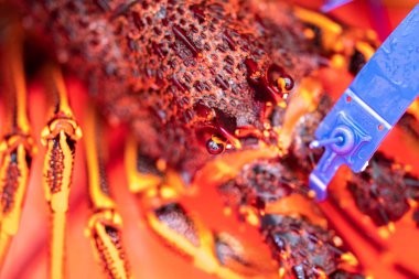 Avustralya 'da canlı kaya ıstakozu. Asya 'da ıstakoz tencerelerine yakalanan bir teknedeki kerevit.