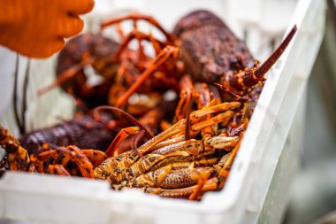 Amerika 'da canlı ıstakoz yakalamak. Baharda Tazmanya Avustralya 'da kerevit avlamak 