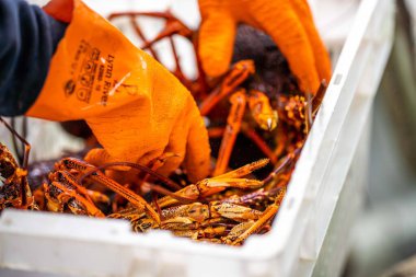 Avustralya 'da canlı kaya ıstakozu. Asya 'da ıstakoz tencerelerine yakalanan bir teknedeki kerevit.