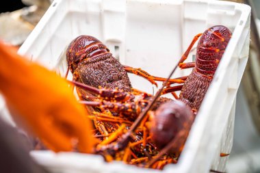 Amerika 'da canlı ıstakoz yakalamak. Tazmanya Avustralya 'da kerevit avlıyorum. Çin 'de yeni yıla hazır.