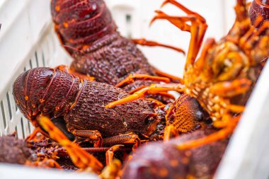 Amerika 'da canlı ıstakoz yakalamak. Tazmanya Avustralya 'da kerevit avlıyorum. Çin 'de yeni yıla hazır.