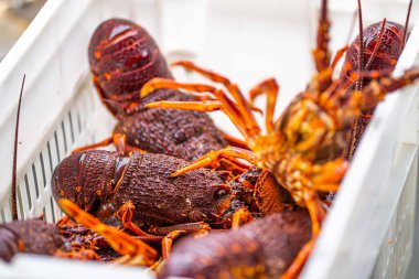 Amerika 'da canlı ıstakoz yakalamak. Baharda Tazmanya Avustralya 'da kerevit avlamak 