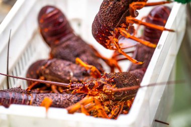 Avustralya 'da canlı kaya ıstakozu. Asya 'da ıstakoz tencerelerine yakalanan bir teknedeki kerevit.