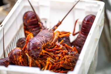 Avustralya 'da canlı kaya ıstakozu. Asya 'da ıstakoz tencerelerine yakalanan bir teknedeki kerevit.