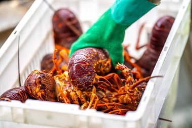 Amerika 'da canlı ıstakoz yakalamak. Tazmanya Avustralya 'da kerevit avlıyorum. Çin 'de yeni yıla hazır.