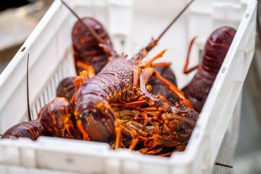 Amerika 'da canlı ıstakoz yakalamak. Baharda Tazmanya Avustralya 'da kerevit avlamak 