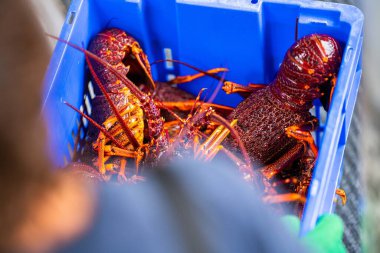 Avustralya 'da canlı kaya ıstakozu. Asya 'da ıstakoz tencerelerine yakalanan bir teknedeki kerevit.