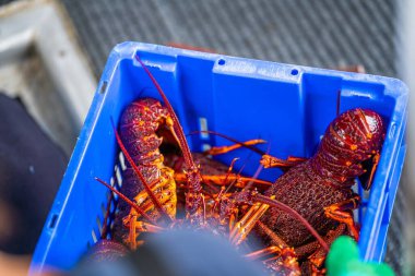 Avustralya 'da canlı kaya ıstakozu. Asya 'da ıstakoz tencerelerine yakalanan bir teknedeki kerevit.