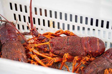 Amerika 'da canlı ıstakoz yakalamak. Tazmanya Avustralya 'da kerevit avlıyorum. Çin 'de yeni yıla hazır.