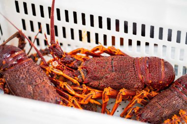 Avustralya 'da canlı kaya ıstakozu. Asya 'da ıstakoz tencerelerine yakalanan bir teknedeki kerevit.