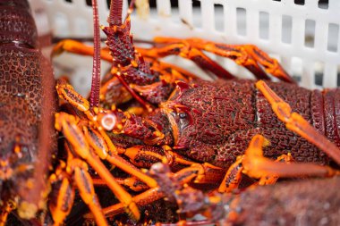 Avustralya 'da canlı kaya ıstakozu. Asya 'da ıstakoz tencerelerine yakalanan bir teknedeki kerevit.