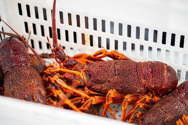 Live east coast rock lobster fishing in australia. Crayfish on a boat caught in lobster pots in asia
