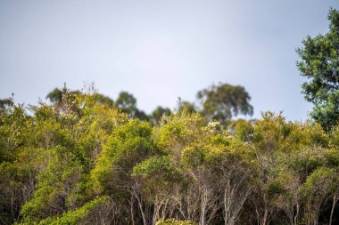 İlkbaharda Avustralya 'da bir çalılıkta yetişen sakızağacı. 