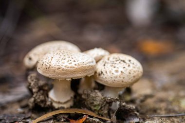 Doğada büyüyen mantarlar. Mantar meyvesi Amerika 'da