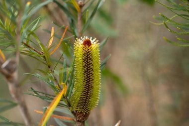 İlkbaharda Tazmanya Avustralya 'da çalılıklarda yetişen yerel bitkiler.