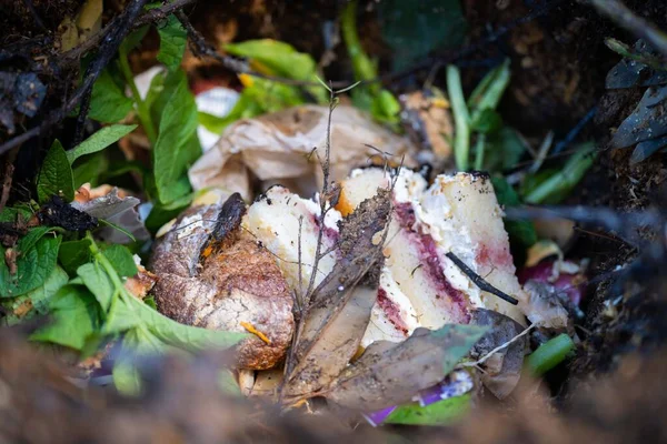adding food waste to a compost pile. egg shell, vegetable, and fruit scraps turning a compost in a home garden in australia