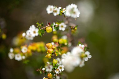 İlkbaharda Tazmanya Avustralya 'da çalılıklarda yetişen yerel bitkiler.
