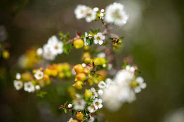 İlkbaharda Tazmanya Avustralya 'da çalılıklarda yetişen yerel bitkiler.