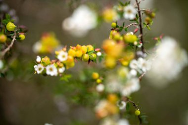 İlkbaharda Tazmanya Avustralya 'da çalılıklarda yetişen yerel bitkiler.