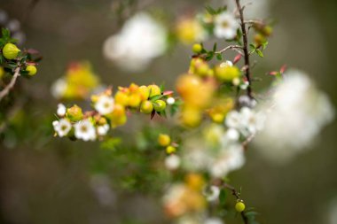 Yerli bankacı çiçeği. İlkbaharda Tazmanya Avustralya 'da çalılıklarda yerel bitkiler çiçek açar.