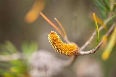 Yerli bankacı çiçeği. İlkbaharda Tazmanya Avustralya 'da çalılıklarda yerel bitkiler çiçek açar.