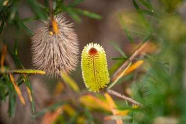 İlkbaharda Tazmanya Avustralya 'da çalılıklarda yetişen sarı çiçekli yerel bitkiler.
