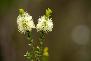 İlkbaharda Tazmanya Avustralya 'da çalılıklarda yetişen sarı çiçekli yerel bitkiler.