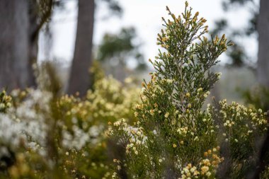 İlkbaharda Tazmanya Avustralya 'da çalılıklarda yetişen sarı çiçekli yerel bitkiler.