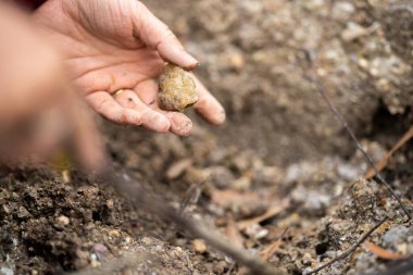 İlkbaharda Avustralya 'da mücevher ve metaller için kazı
