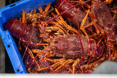 Bir balıkçı teknesini boşaltmak ve ıstakoz ağırlığında terazi kullanmak. Amerika 'da canlı ıstakoz yakalamak. Tazmanya Avustralya 'da kerevit avlıyorum. Yazın Çin 'de yeni yıla hazırım.