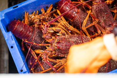 Balık ve kabuklu balık pazarı. Avustralya 'da deniz ürünleri