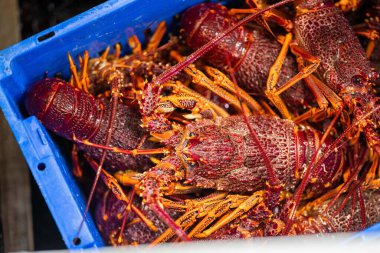 Bir balıkçı teknesini boşaltmak ve ıstakoz ağırlığında terazi kullanmak. Amerika 'da canlı ıstakoz yakalamak. Tazmanya Avustralya 'da kerevit avlıyorum. Yazın Çin 'de yeni yıla hazırım.