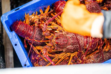 Balık ve kabuklu balık pazarı. Avustralya 'da deniz ürünleri