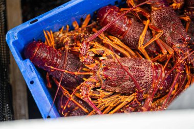 Balık ve kabuklu balık pazarı. Avustralya 'da deniz ürünleri