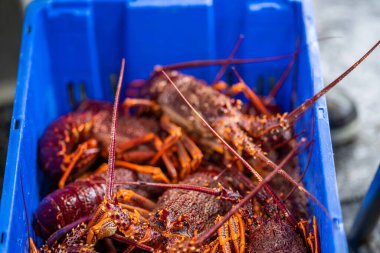 Bir balıkçı teknesini boşaltmak ve ıstakoz ağırlığında terazi kullanmak. Amerika 'da canlı ıstakoz yakalamak. Tazmanya Avustralya 'da kerevit avlıyorum. Yazın Çin 'de yeni yıla hazırım.