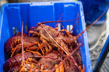Balık ve kabuklu balık pazarı. Avustralya 'da deniz ürünleri