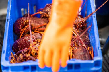 Bir balıkçı teknesini boşaltmak ve ıstakoz ağırlığında terazi kullanmak. Amerika 'da canlı ıstakoz yakalamak. Tazmanya Avustralya 'da kerevit avlıyorum. Yazın Çin 'de yeni yıla hazırım.