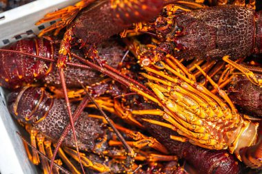 Bir balıkçı teknesini boşaltmak ve ıstakoz ağırlığında terazi kullanmak. Amerika 'da canlı ıstakoz yakalamak. Tazmanya Avustralya 'da kerevit avlıyorum. Yazın Çin 'de yeni yıla hazırım.