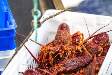 Bir balıkçı teknesini boşaltmak ve ıstakoz ağırlığında terazi kullanmak. Amerika 'da canlı ıstakoz yakalamak. Tazmanya Avustralya 'da kerevit avlıyorum. Yazın Çin 'de yeni yıla hazırım.