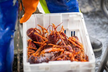 Balık ve kabuklu balık pazarı. Avustralya 'da deniz ürünleri