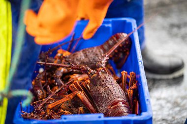 Balık ve kabuklu balık pazarı. Avustralya 'da deniz ürünleri