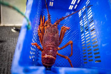 Bir balıkçı teknesini boşaltmak ve ıstakoz ağırlığında terazi kullanmak. Amerika 'da canlı ıstakoz yakalamak. Tazmanya Avustralya 'da kerevit avlıyorum. Yazın Çin 'de yeni yıla hazırım.