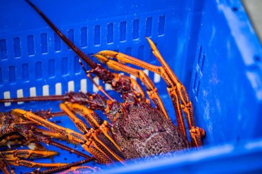 Bir balıkçı teknesini boşaltmak ve ıstakoz ağırlığında terazi kullanmak. Amerika 'da canlı ıstakoz yakalamak. Tazmanya Avustralya 'da kerevit avlıyorum. Yazın Çin 'de yeni yıla hazırım.